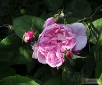 Rosa centifolia -- Provence-Rose